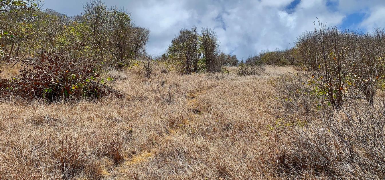 Mount Pleasant Land 7 Acres GR 508