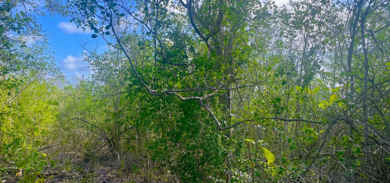 Mount Pleasant Land Plot 1 on GR1634