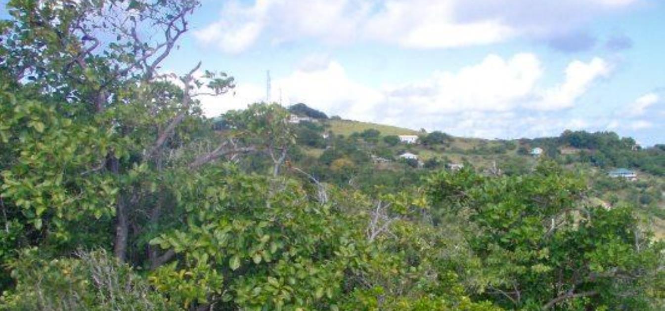 Friendship Heights Half Acre Lots