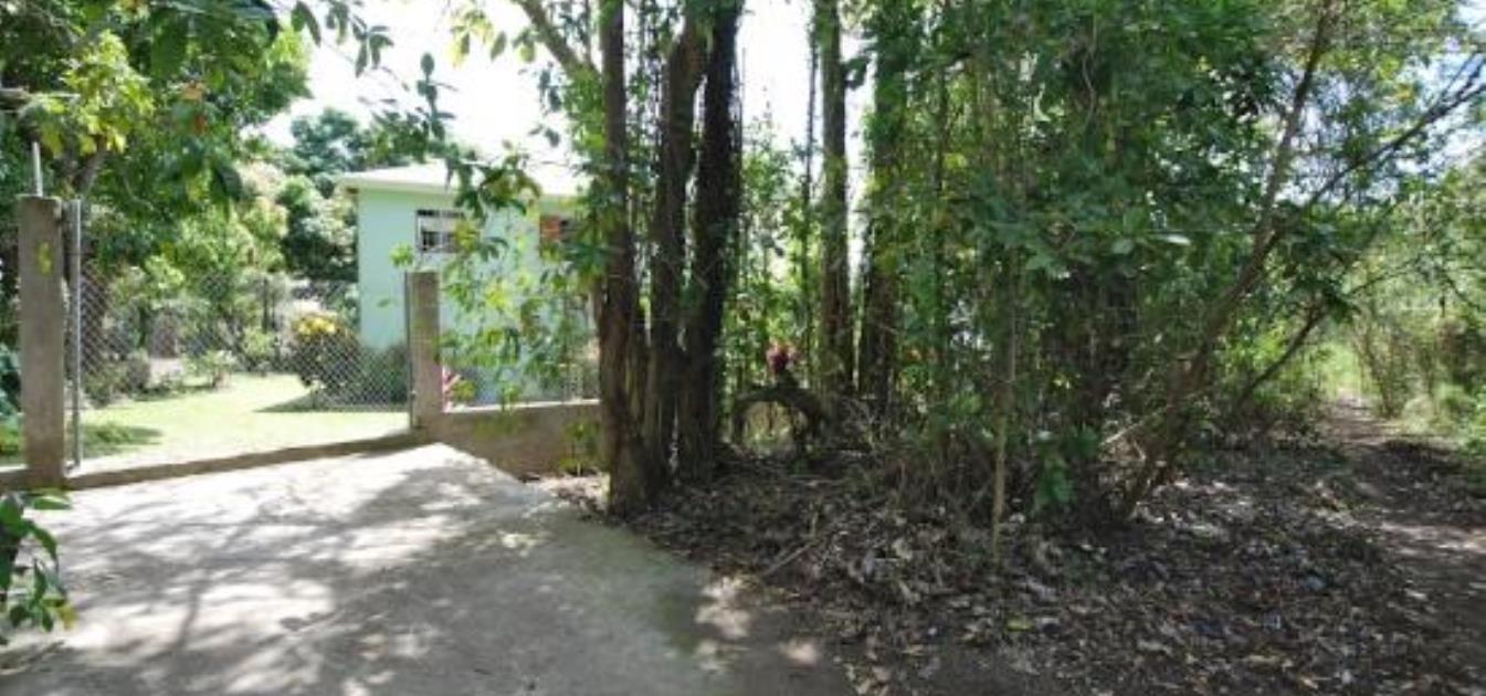 The Green House