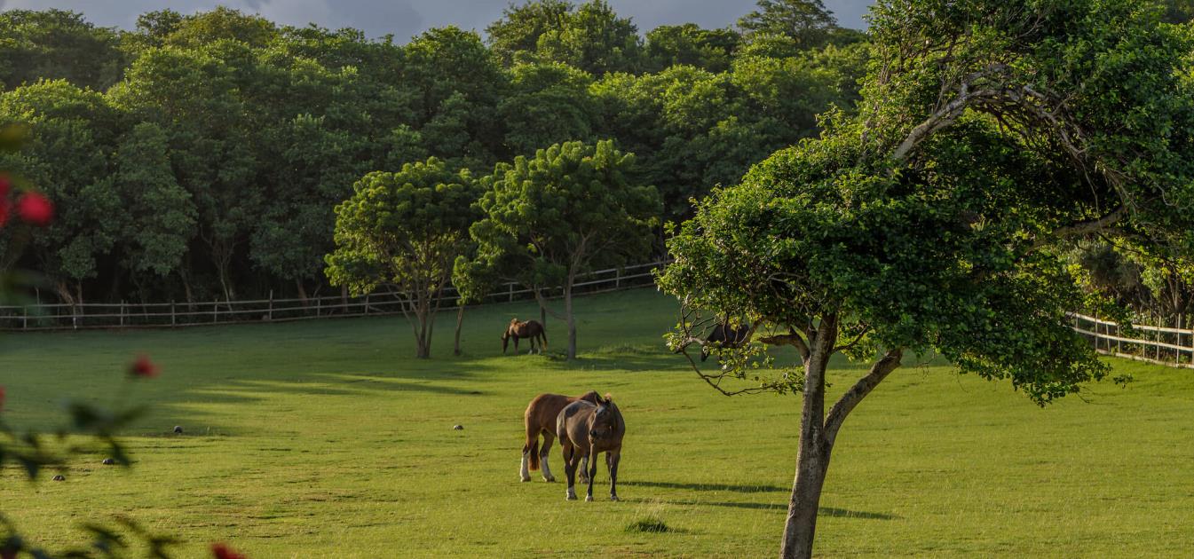 Mustique Properties For Sale