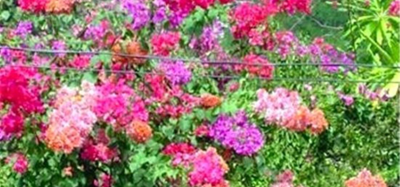 vacation-rentals/st-vincent-and-the-grenadines/bequia/belmont/village-apartments-studio-apt-2
