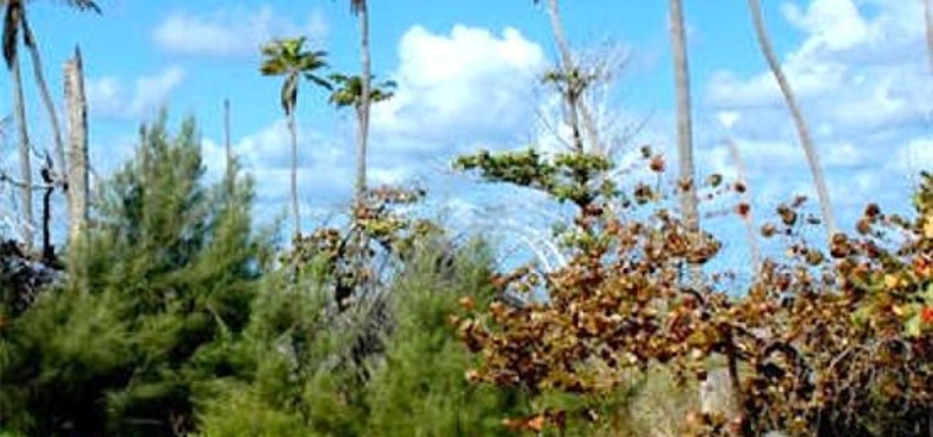 Private Island Sandy Cay