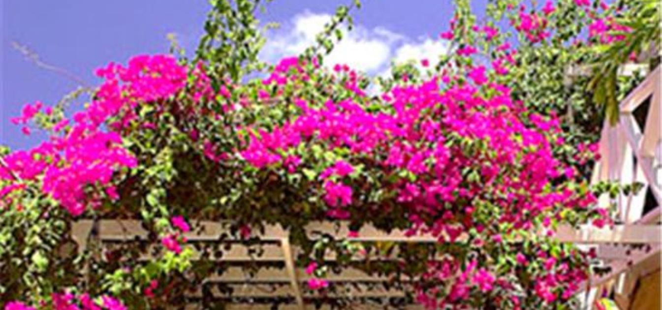 vacation-rentals/st-vincent-and-the-grenadines/union-island/clifton/bougainvilla-hotel