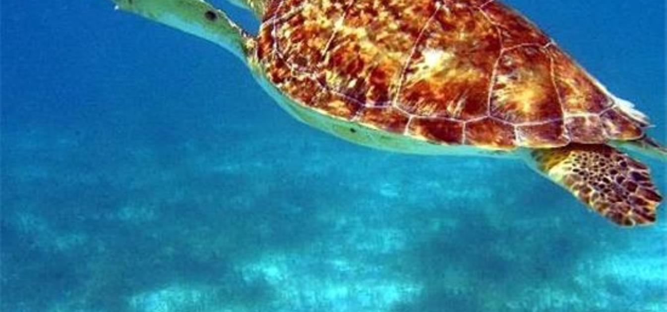 vacation-rentals/st-vincent-and-the-grenadines/special-properties/all-locations/late-availability