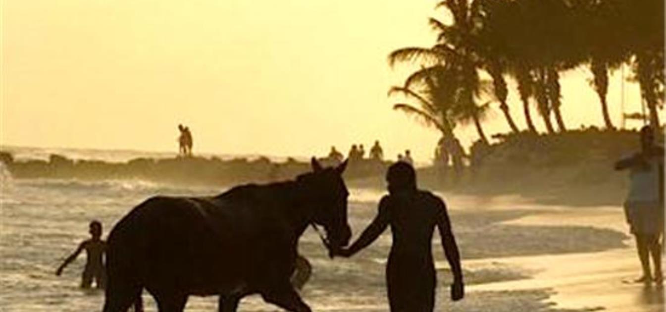 vacation-rentals/barbados/barbados/christ-church/bougainvillea-beach-resort