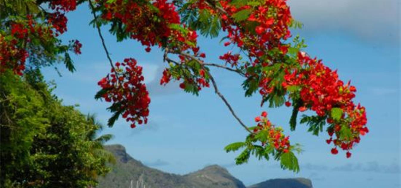 vacation-rentals/st-vincent-and-the-grenadines/bequia/port-elizabeth/julies-guest-house