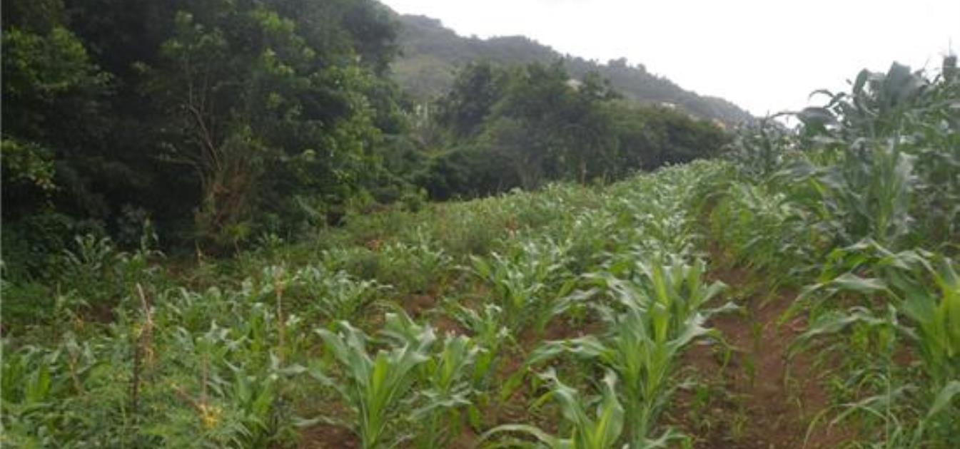 Belair Land Island Properties for Sale Belair, St Vincent, Saint