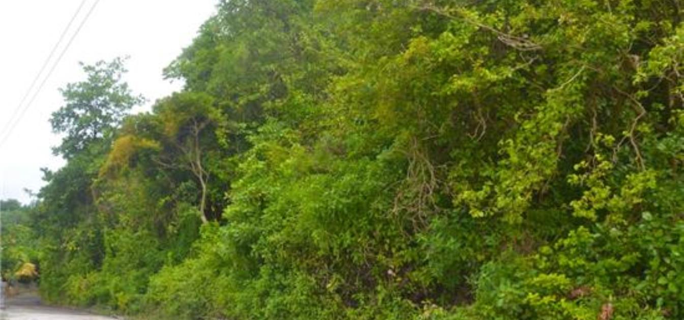 Mount Pleasant Land Lot 24