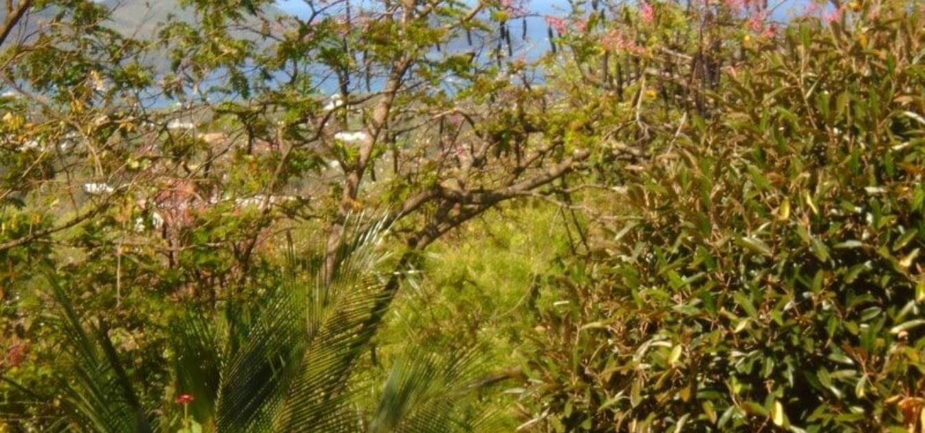 Golf Park Land Whole Plot