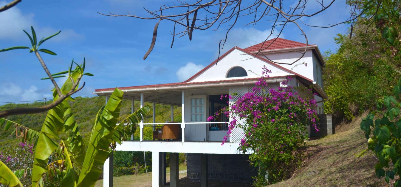 The Cotton Tree