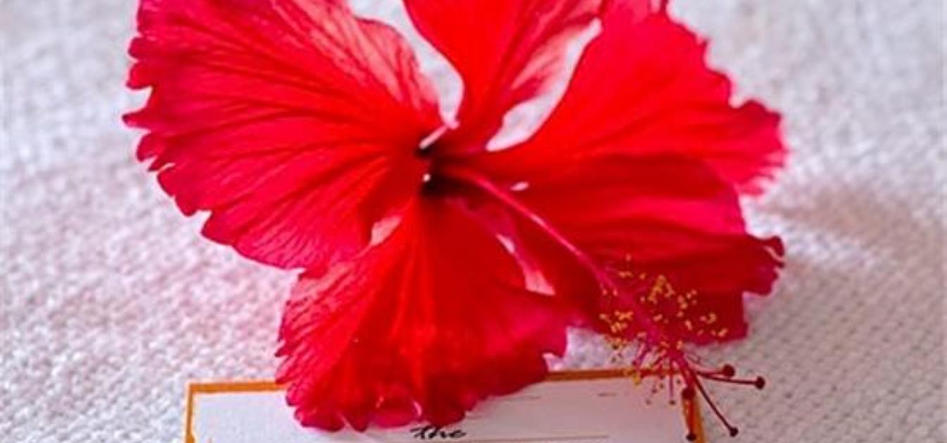 vacation-rentals/st-vincent-and-the-grenadines/bequia/hamilton/daffodils-boutique-bandb-waterfront-queen-room
