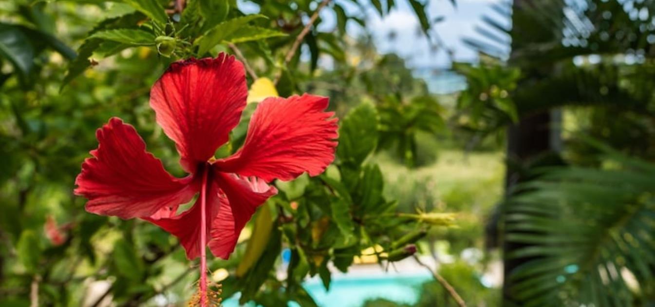 Private Villa Firefly Estate 12.4 Acres